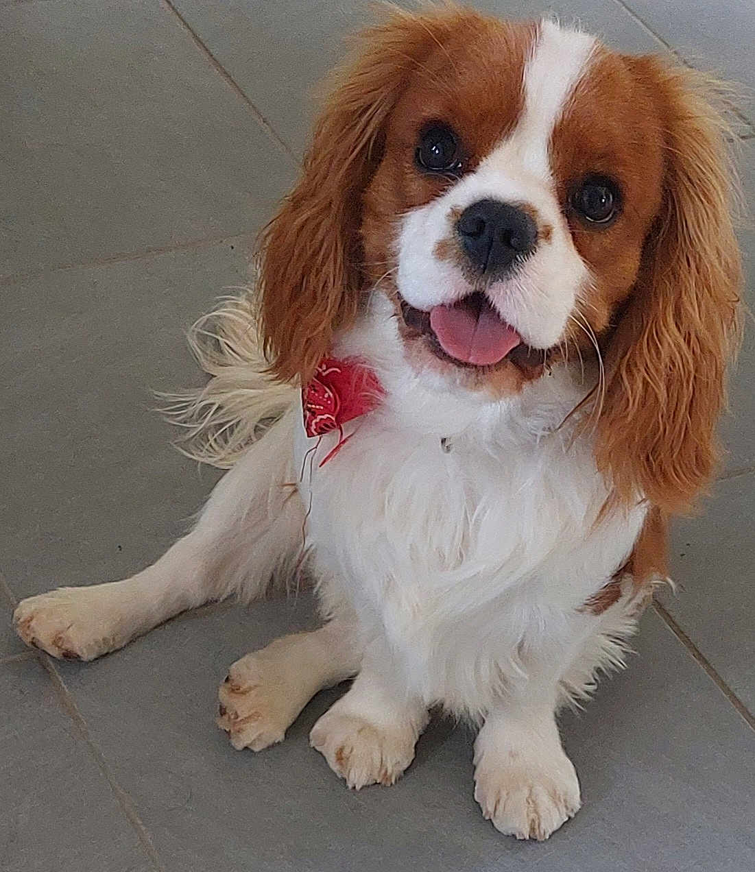 Cooper participe au concours pour gagner de l'argent avec cette photo : dog, cavalier_king_charles_spaniel, pet, animal, canine, tongue_out, red_bandana, white_and_brown_fur, sitting, floor, tile_floor, cute, happy, friendly, indoor, fur, ears, paw, looking_up, companion