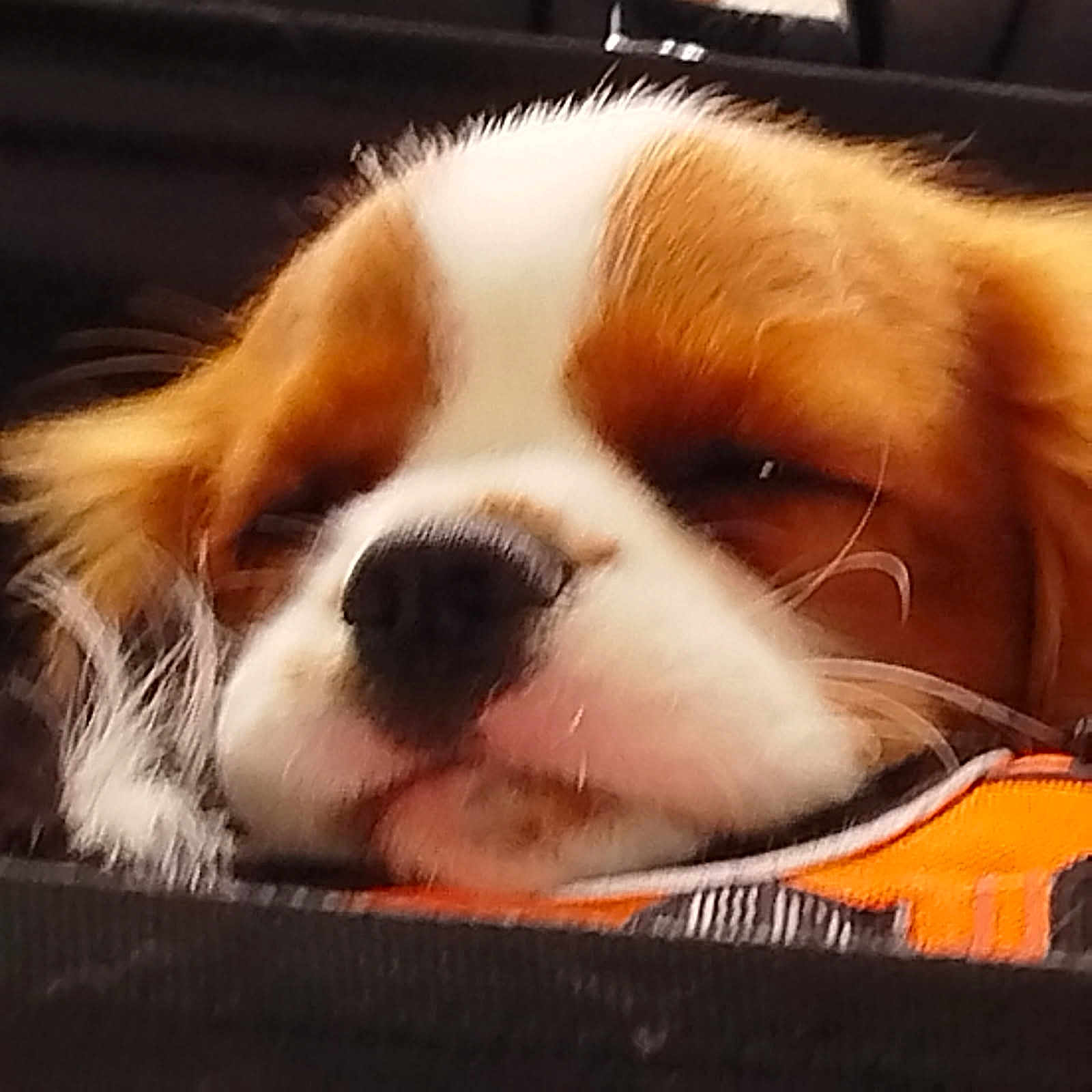 Cooper
