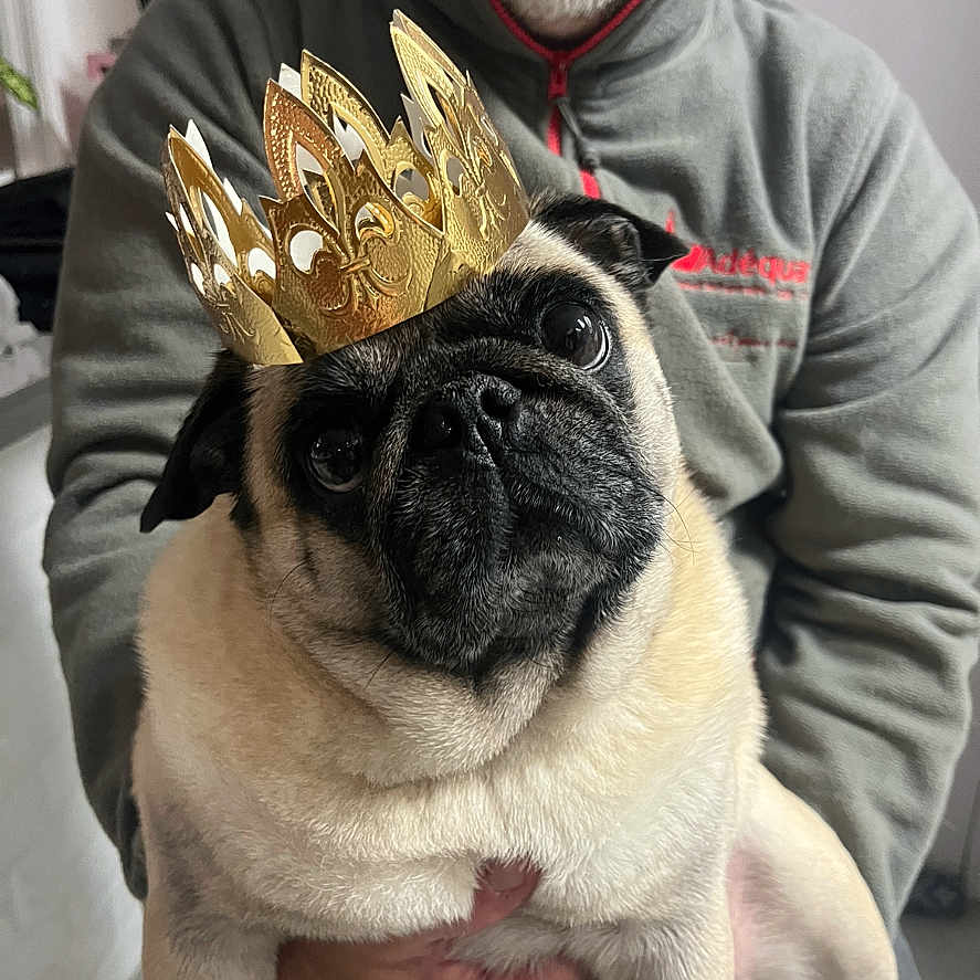 Maya