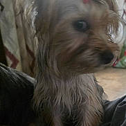 Nya joined the competition — help win amazing prizes! animal, blurry, bow, canine, closeup, companion, cute, dim_light, dog, domestic_animal, fur, furry, hair, indoor, looking_away, mammal, pet, portrait, side_view, small_dog