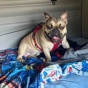 Nikko joined the competition — help win amazing prizes! dog, french_bulldog, pet, animal, indoor, bed, blanket, colorful, harness, tongue_out, smiling, cute, fur, ears, paw, resting, cozy, canine, portrait, comfortable