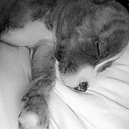 Skittles participe au concours pour gagner de l'argent avec cette photo : dog, sleeping, paw, blanket, resting, closeup, pet, fur, face, cute, cozy, indoors, lying_down, domestic_animal, animal, snout, relaxation, monochrome, calm, comfort