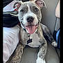 Skittles a rejoint le concours — aidez-le/la à gagner de superbes lots ! puppy, dog, brindle, white_paws, car_seat, happy, tongue_out, pet, animal, canine, collar, tag, indoor, transportation, seatbelt, people, smiling, closeup, cute, young_dog