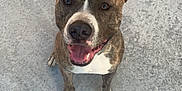 Skittles a rejoint le concours — aidez-le/la à gagner de superbes lots ! dog, brindle, pet, canine, smiling, happy, sitting, outdoor, concrete, paw, ears, tongue, face, friendly, animal, mammal, looking_up, playful, domestic, cute