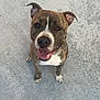 dog, brindle, pet, canine, smiling, happy, sitting, outdoor, concrete, paw, ears, tongue, face, friendly, animal, mammal, looking_up, playful, domestic, cute