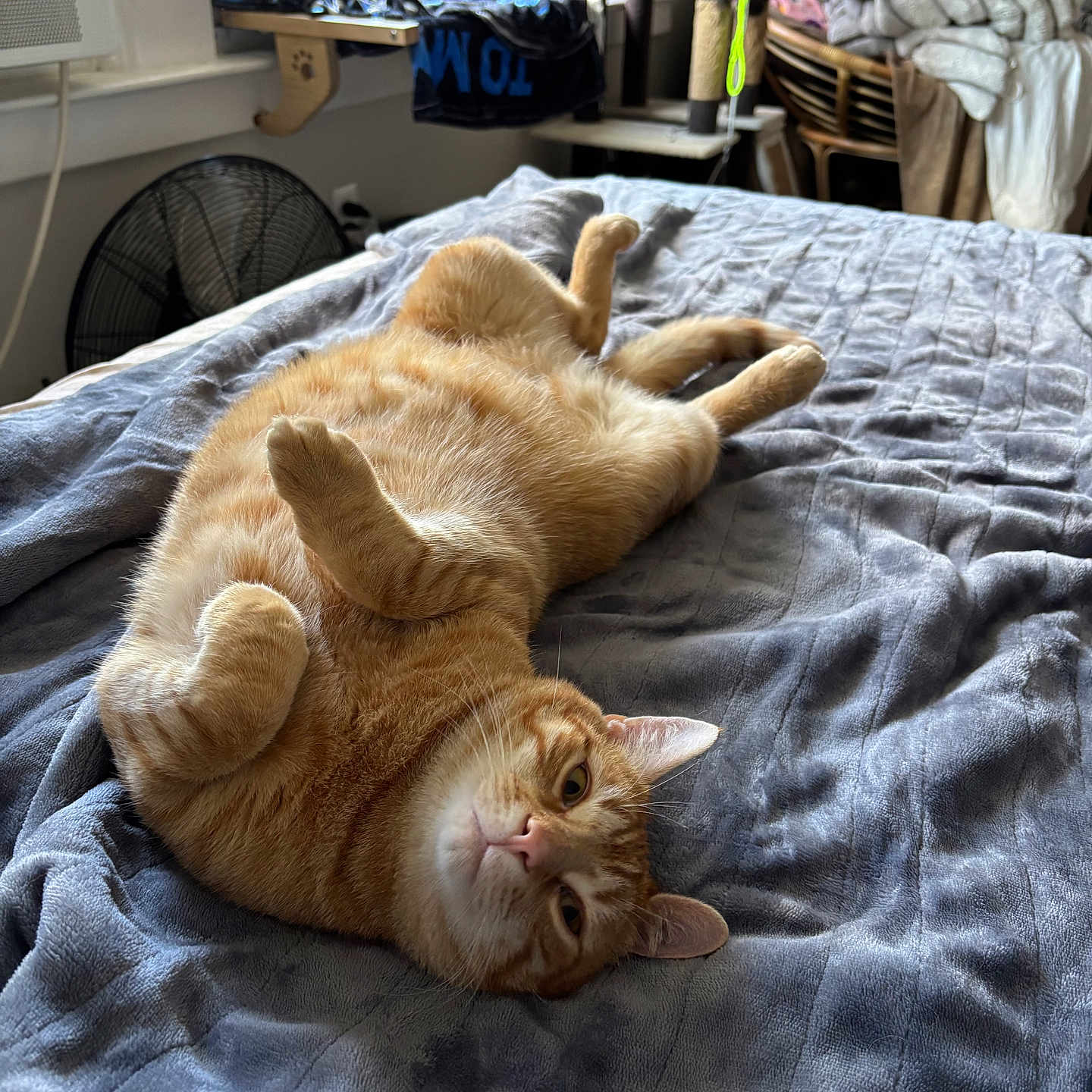 Handsome is registered to the contest to win money with this photo: animal, bed, blanket, cat, cat_tree, cozy, cute, fan, fur, furniture, home, indoor, lying_down, orange_tabby, paws, pet, relaxed, sleepy, whiskers, window