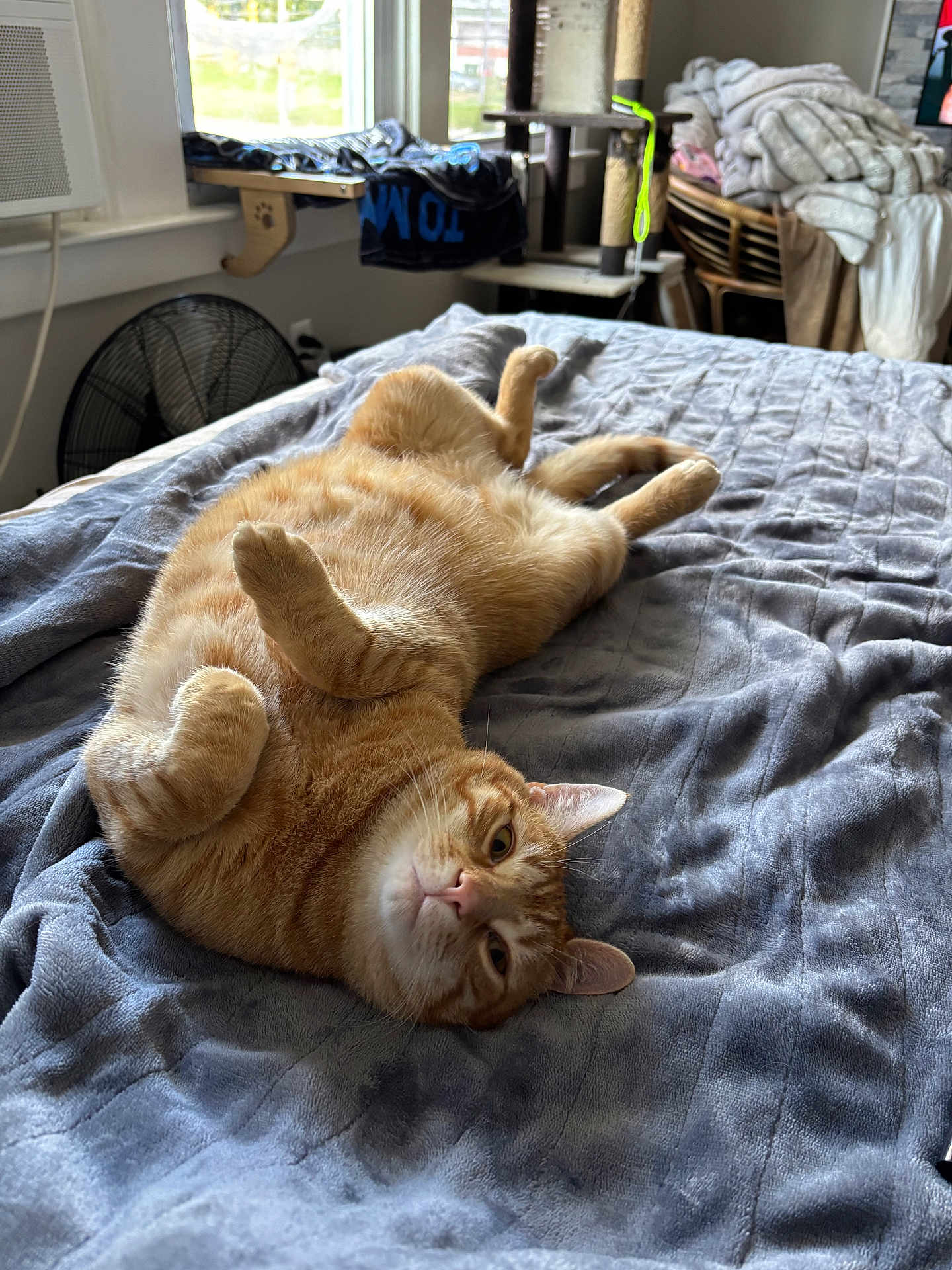 Handsome is registered to the contest to win money with this photo: cat, orange_tabby, lying_down, bed, blanket, indoor, relaxed, pet, fur, cozy, window, fan, cat_tree, home, furniture, sleepy, cute, animal, whiskers, paws