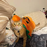 Handsome is registered to the contest to win money with this photo: cat, orange_tabby, costume, pumpkin, bed, blanket, pillow, indoor, pet, animal, cute, curious, soft_texture, feline, holiday, halloween, domestic_cat, fur, whiskers, playful
