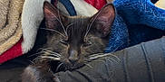 Bo is registered to the contest to win money with this photo: cat, kitten, tuxedo_cat, whiskers, paw, blanket, cozy, sleeping, pet, domestic_cat, fur, ear, closed_eyes, human_arm, lap, textile, black_fur, white_paws, home_interior, cuddle