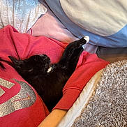 Bo is registered to the contest to win money with this photo: cat, kitten, tuxedo_cat, black_cat, white_paw, paw, blanket, sweatshirt, person_arm, bed, pillow, cozy, nap, sleeping, indoor, fur, whiskers, cute, cuddling, domestic_pet