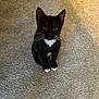 Bo joined the competition — help win amazing prizes! cat, kitten, tuxedo_cat, black_and_white, whiskers, white_chest, white_paws, sitting, looking_up, eyes, carpet, indoor, floor, shadow, pet, fur, portrait, small, cute, curious