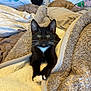 Bo is registered to the contest to win money with this photo: cat, kitten, tuxedo_cat, orange_tabby, sleeping_cat, blanket, bedding, bed, cozy, whiskers, paws, fur, indoor, pet, home, cuddly, looking_at_camera, relaxed, portrait, plush
