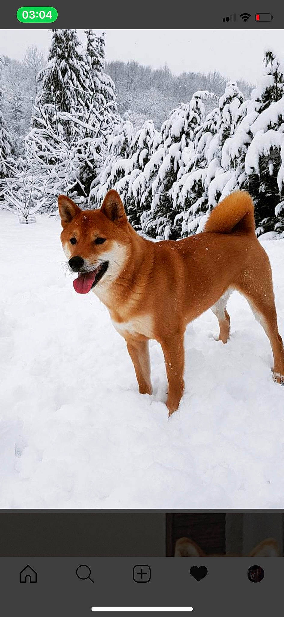 Jiro a rejoint le concours — aidez-le/la à gagner de superbes lots ! akita, akita_inu, ancient_dog_breeds, canaan_dog, canidae, carnivore, dog, dog_breed, fawn, finnish_spitz, hokkaido, korean_jindo_dog, mammal, non_sporting_group, norwegian_buhund, rare_breed_dog, shiba_inu, spitz, sporting_group, vertebrate