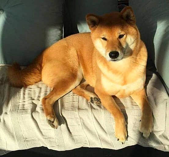 Jiro a rejoint le concours — aidez-le/la à gagner de superbes lots ! akita, akita_inu, ancient_dog_breeds, canaan_dog, canidae, carnivore, companion_dog, dingo, dog, dog_breed, finnish_spitz, hokkaido, korean_jindo_dog, mammal, new_guinea_singing_dog, non_sporting_group, shiba_inu, shikoku, spitz, vertebrate