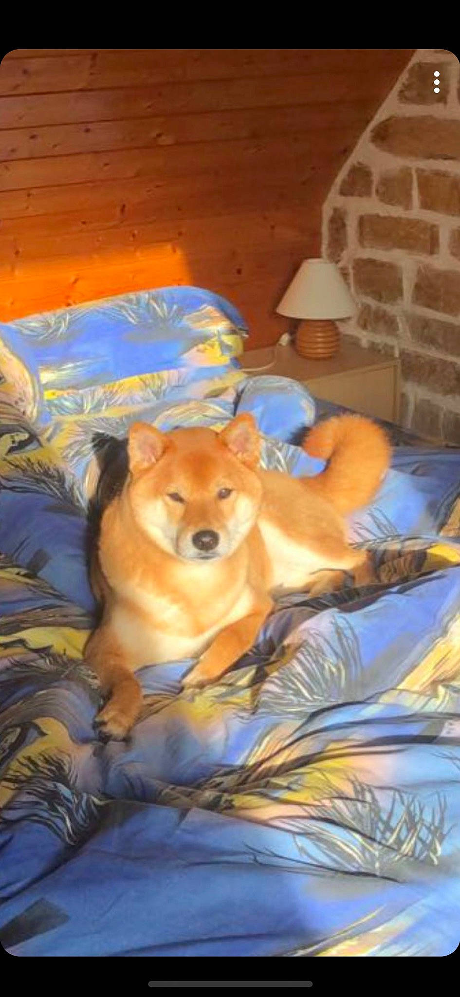 Jiro participe au concours pour gagner de l'argent avec cette photo : akita, akita_inu, canidae, carnivore, chow_chow, companion_dog, dog, dog_breed, eurasier, fawn, finnish_spitz, german_spitz_mittel, mammal, non_sporting_group, pomeranian, shiba_inu, spitz, vertebrate