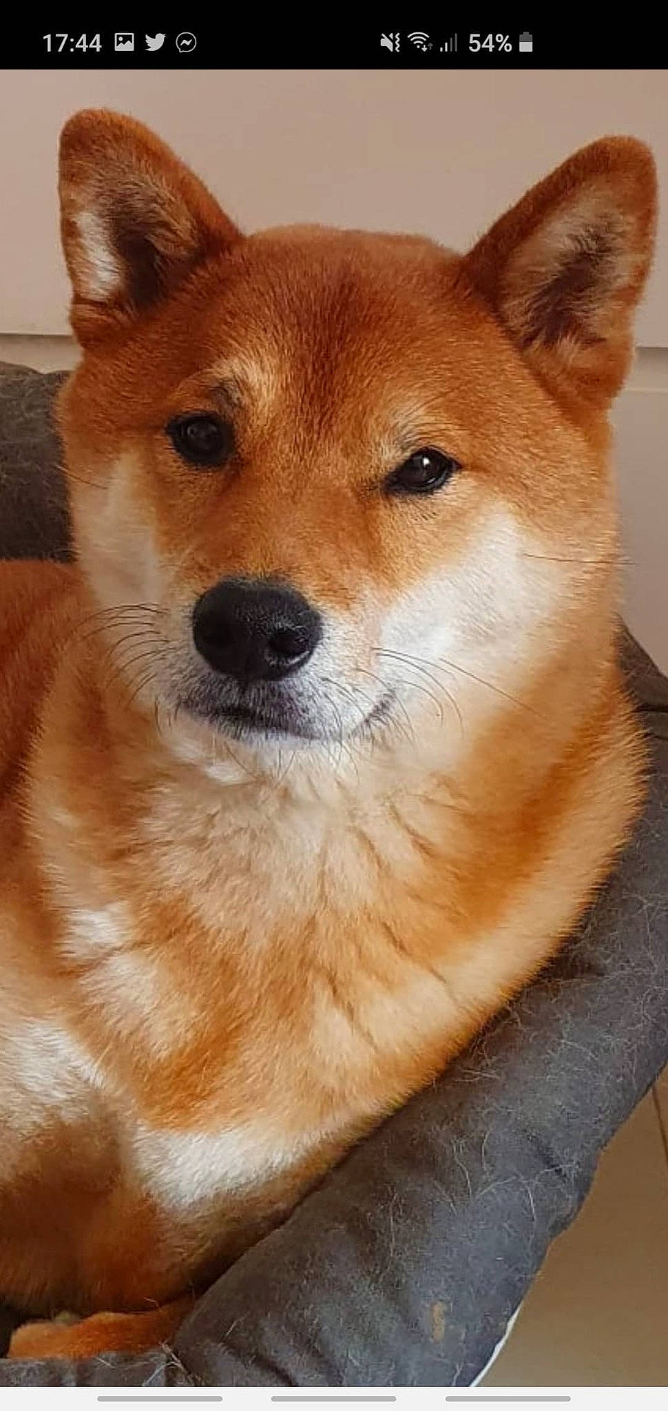 Jiro participe au concours pour gagner de l'argent avec cette photo : ancient_dog_breeds, canaan_dog, canidae, carnivore, companion_dog, dingo, dog, dog_breed, finnish_spitz, hokkaido, korean_jindo_dog, mammal, new_guinea_singing_dog, non_sporting_group, norwegian_buhund, shiba_inu, shikoku, snout, vertebrate, whiskers