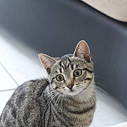 Joy a rejoint le concours — aidez-le/la à gagner de superbes lots ! cat, tabby, animal, pet, indoor, feline, whiskers, ears, eyes, striped, curious, floor, tile, fur, young, domestic, mammal, sitting, closeup, portrait