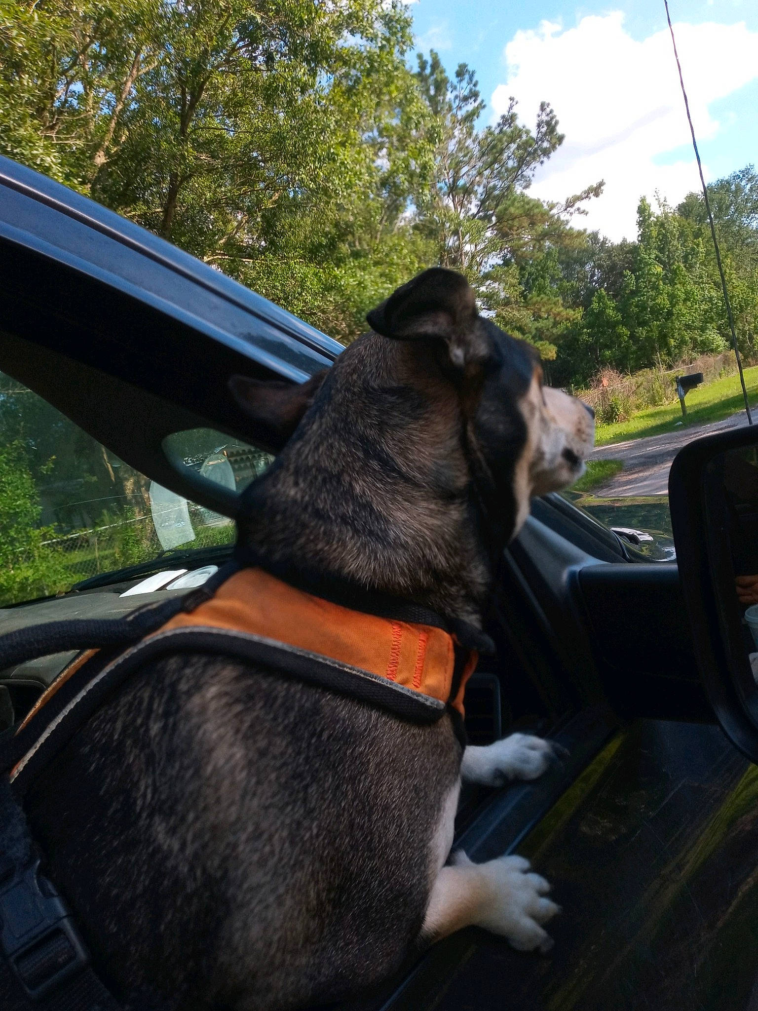 Bella is registered to the contest to win money with this photo: auto_part, automotive_exterior, carnivore, cloud, collar, companion_dog, dog, dog_breed, dog_collar, fawn, mammal, motor_vehicle, plant, sky, tints_and_shades, tree, vehicle, vehicle_door, vertebrate, working_animal