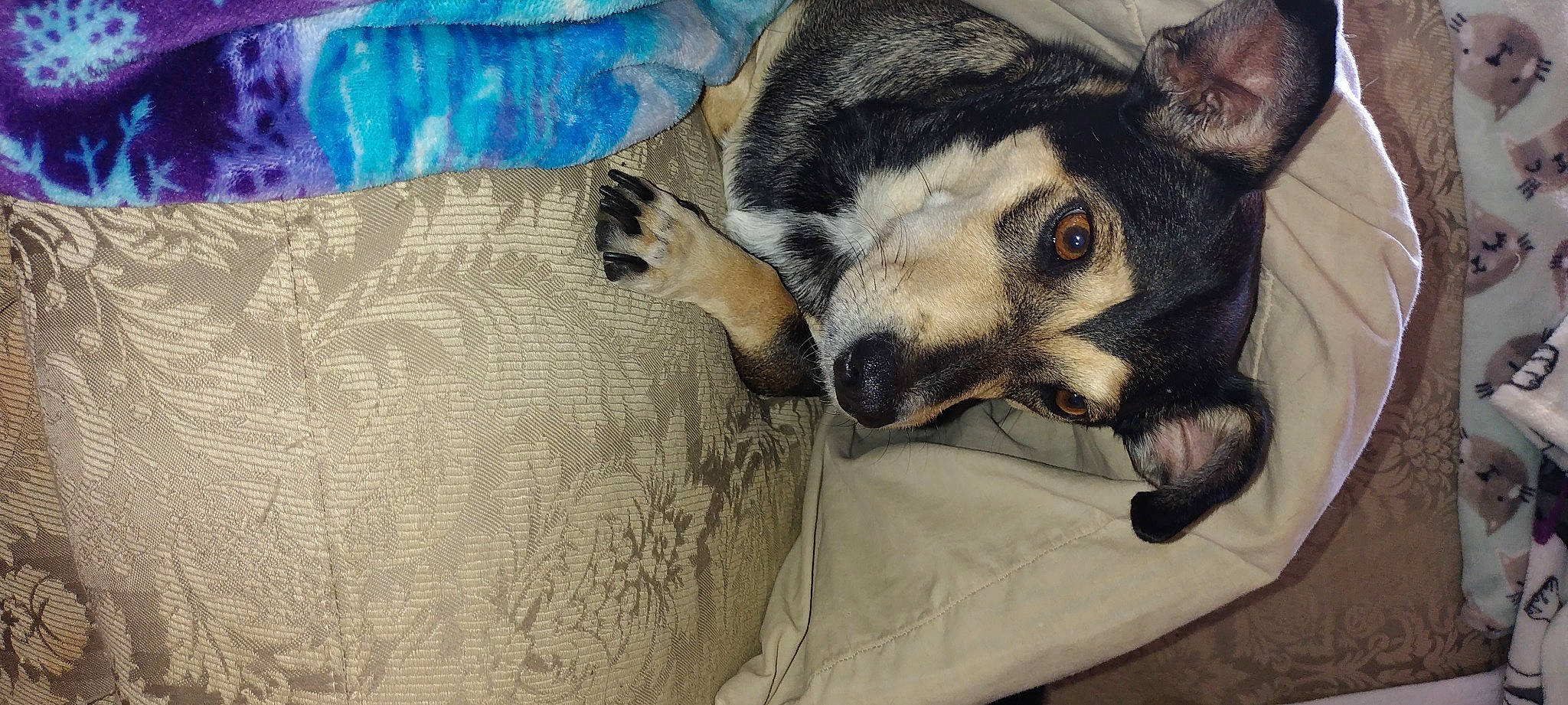 Bella is registered to the contest to win money with this photo: canidae, carnivore, comfort, companion_dog, couch, dog, dog_breed, fawn, fur, grey, guard_dog, linens, nap, pattern, paw, snout, sporting_group, toy_dog, whiskers, working_animal