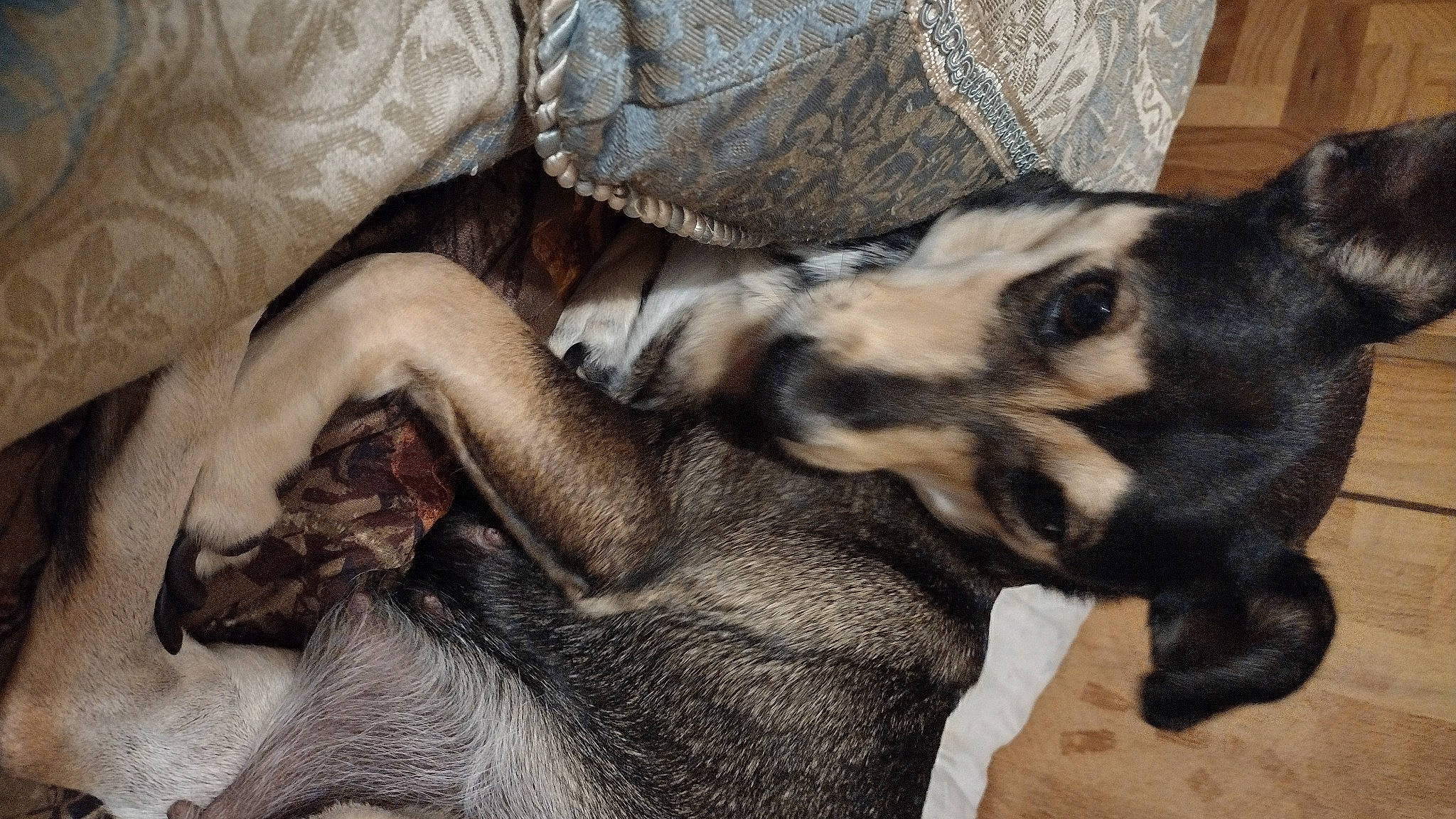 Bella joined the competition — help win amazing prizes! carnivore, comfort, companion_dog, dog, dog_breed, fawn, fur, grey, guard_dog, paw, snout, terrestrial_animal, toy_dog, working_animal, working_dog