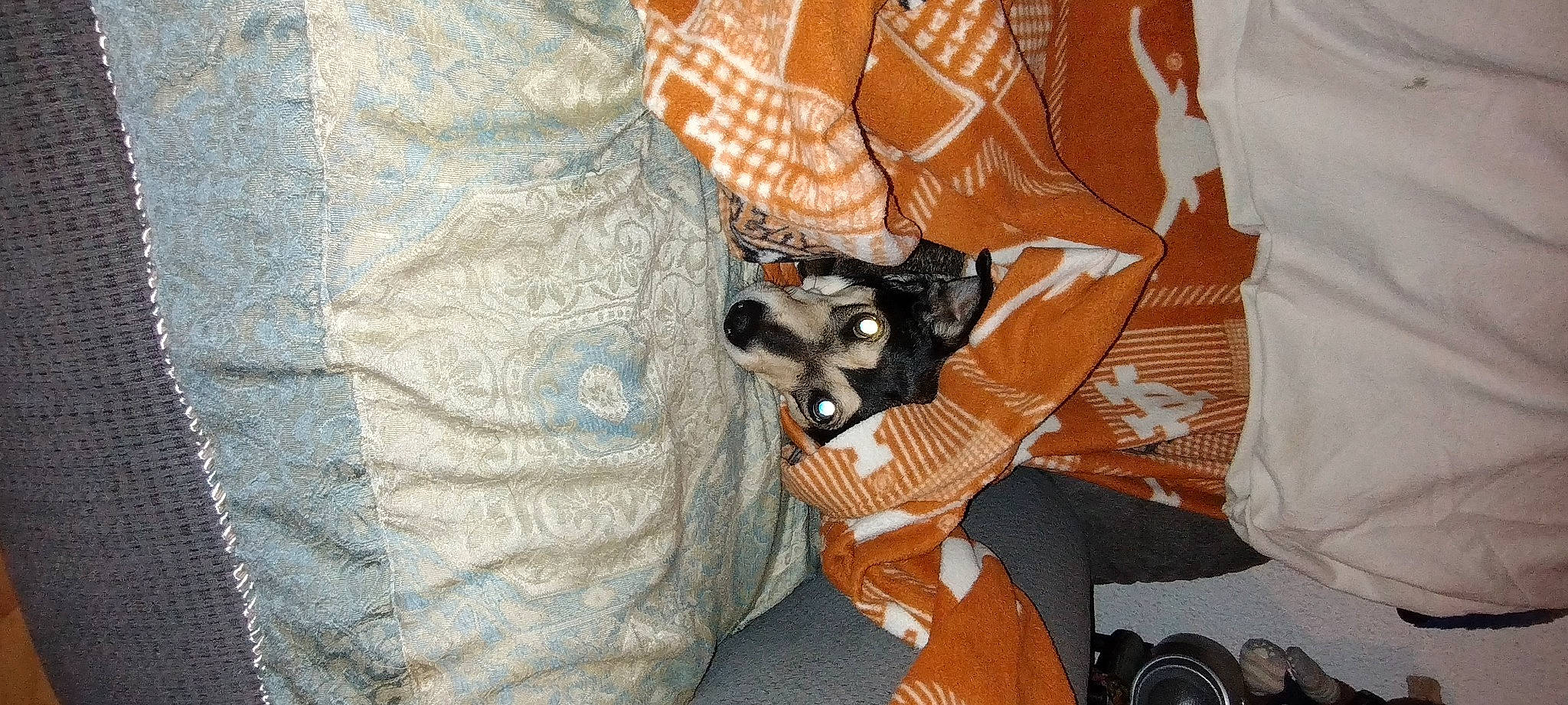 Bella is registered to the contest to win money with this photo: bag, camouflage, canidae, carmine, carnivore, comfort, companion_dog, dog_breed, fashion_accessory, fawn, fur, luggage_and_bags, military_camouflage, pattern, peach, personal_protective_equipment, sleeve, sporting_group, sunglasses, textile