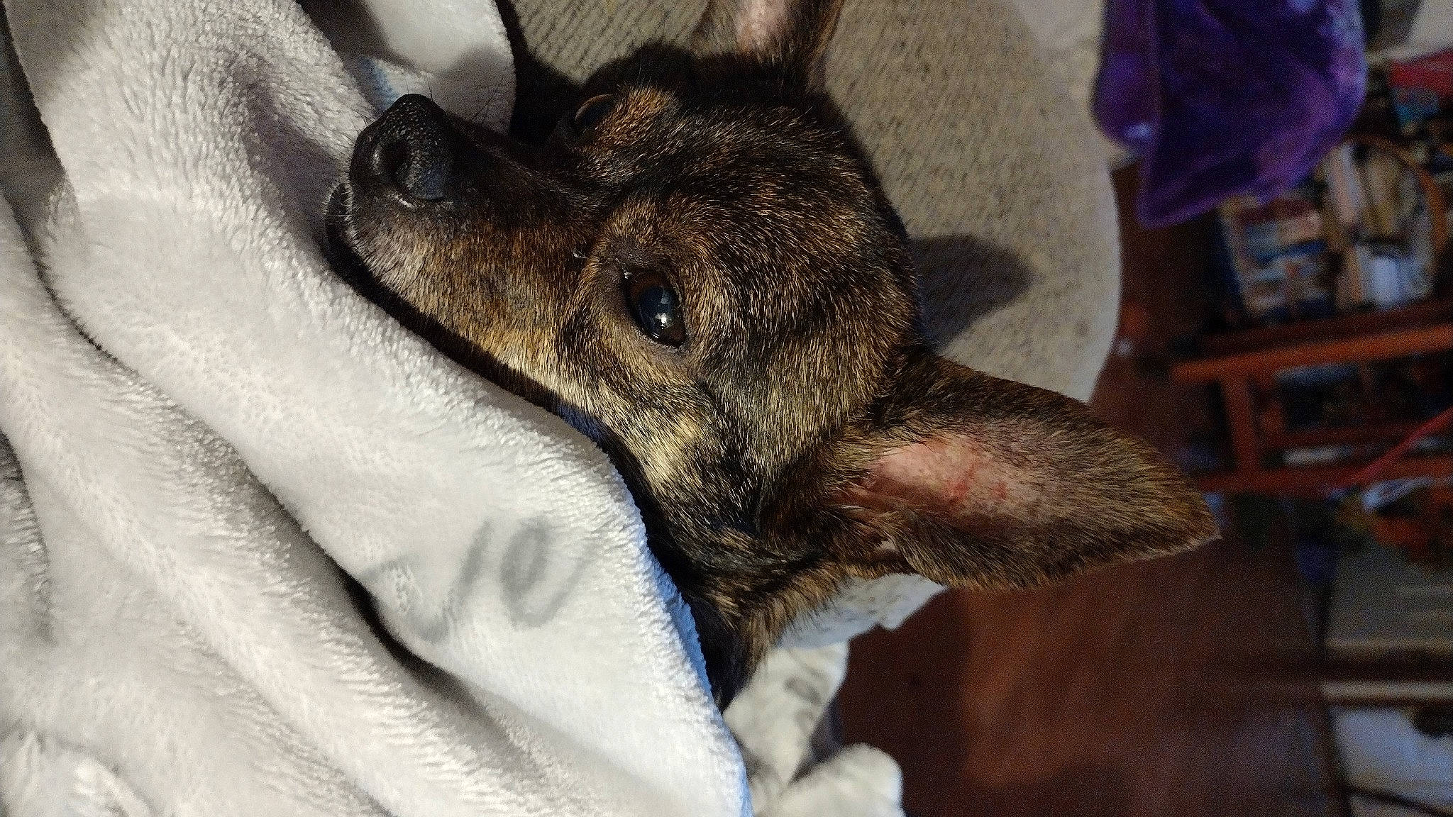 Bitsy joined the competition — help win amazing prizes! canidae, carnivore, comfort, companion_dog, dog, dog_breed, ear, fawn, felidae, fur, guard_dog, jaw, nap, paw, small_to_medium_sized_cats, snout, sporting_group, street_dog, whiskers, working_animal