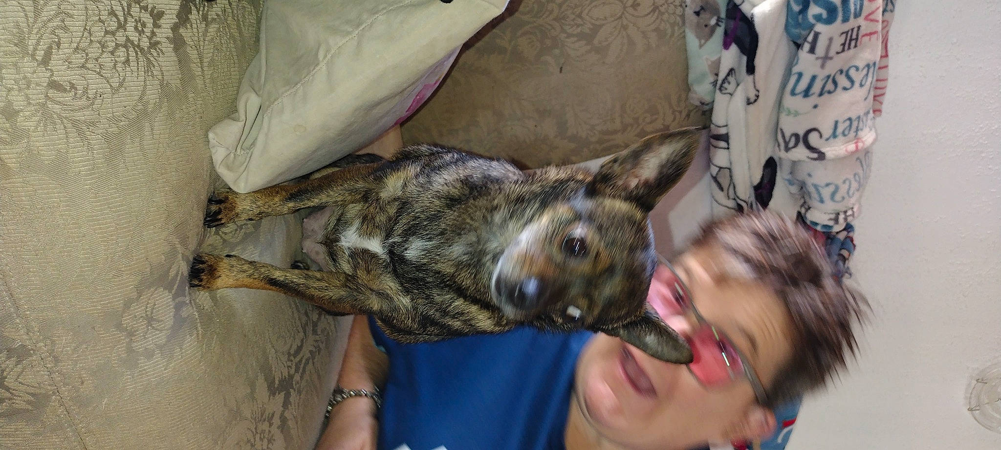 Bitsy joined the competition — help win amazing prizes! canidae, carnivore, dog_breed, ear, fawn, felidae, fur, jaw, small_to_medium_sized_cats, smile, sporting_group, wallaby, whiskers, wildlife