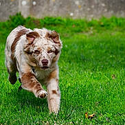 Ayanii participe au concours pour gagner de l'argent avec cette photo : dog, running, grass, outdoor, pet, animal, canine, active, playful, brown, white, speckled, fur, ears, grass_field, nature, daylight, mammal, motion, energetic