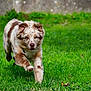 dog, running, grass, outdoor, pet, animal, canine, active, playful, brown, white, speckled, fur, ears, grass_field, nature, daylight, mammal, motion, energetic