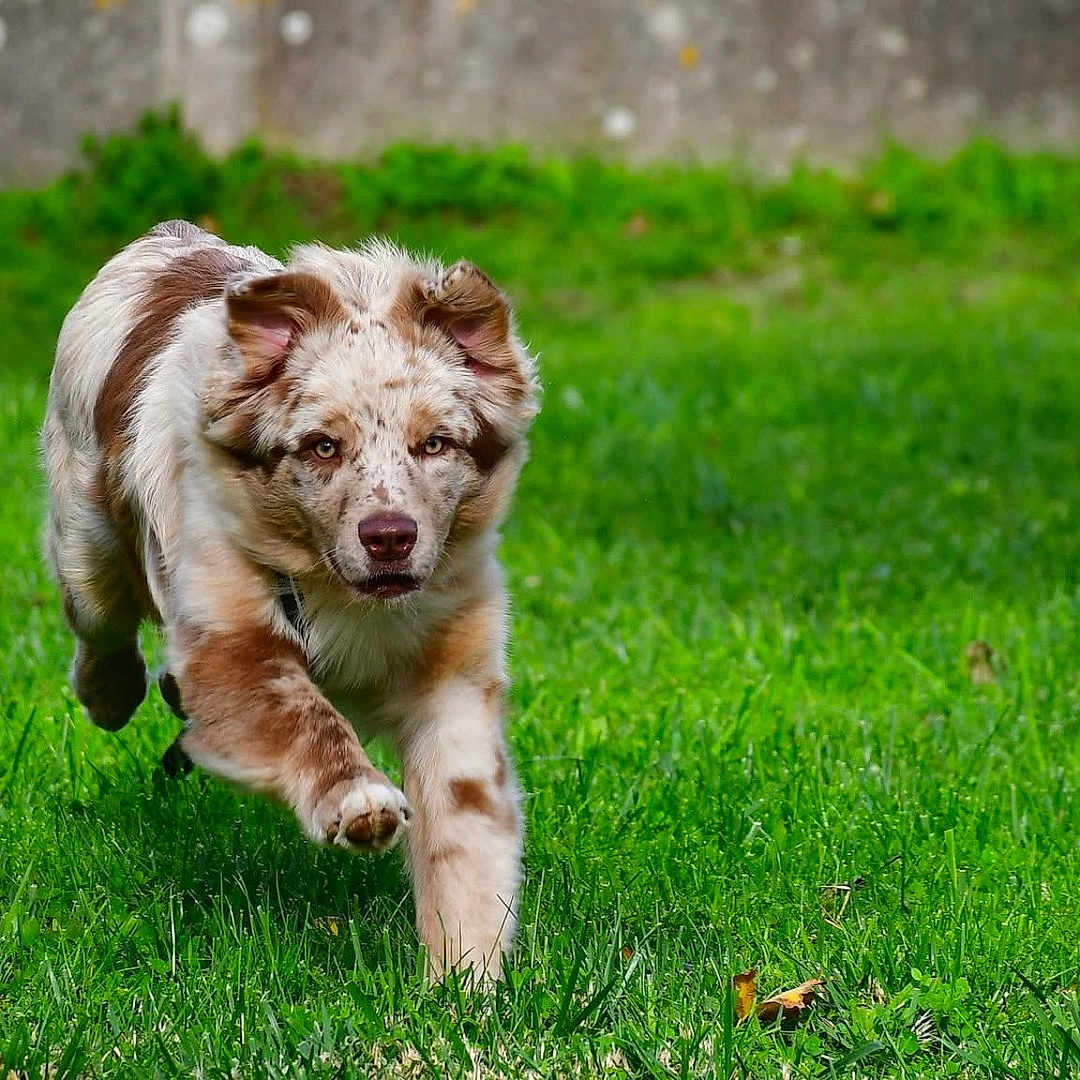 Ayanii participe au concours pour gagner de l'argent avec cette photo : active, animal, brown, canine, daylight, dog, ears, energetic, fur, grass, grass_field, mammal, motion, nature, outdoor, pet, playful, running, speckled, white