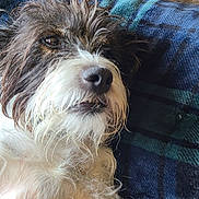 Rags is registered to the contest to win money with this photo: animal, blanket, carpet, closeup, companion, cute, dog, fluffy, fur, indoor, laying, mammal, nose, pet, plaid, relaxed, resting, scruffy, snout, whiskers