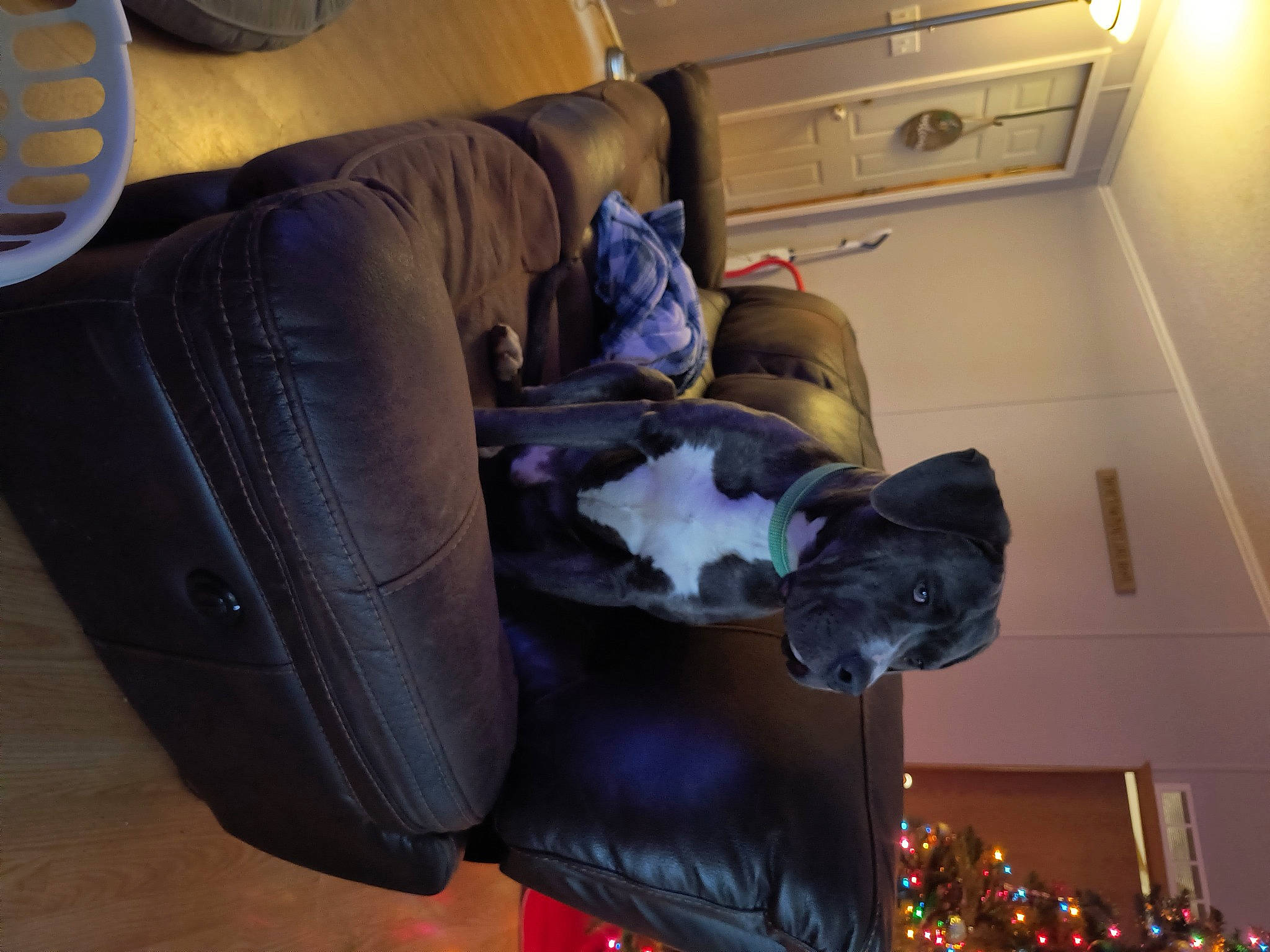 Marvel is registered to the contest to win money with this photo: armrest, carnivore, comfort, companion_dog, couch, dog, dog_breed, event, floor, flooring, fur, guard_dog, hardwood, living_room, room, suit, tail, whiskers, wood