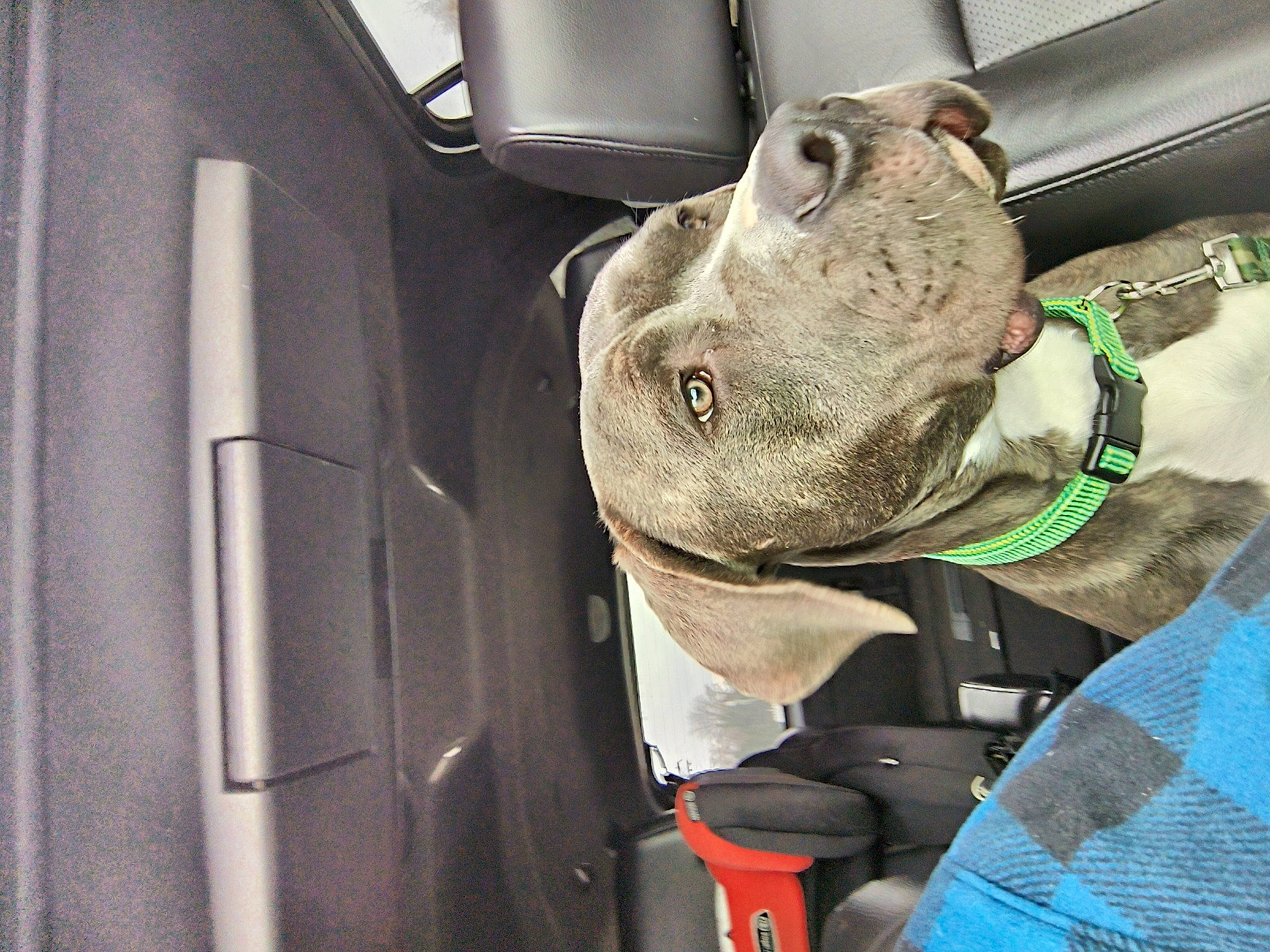 Marvel joined the competition — help win amazing prizes! auto_part, automotive_design, automotive_exterior, automotive_lighting, automotive_window_part, car, car_seat, carnivore, dog, dog_breed, family_car, hat, hood, motor_vehicle, snout, sporting_group, vehicle, vehicle_door, windshield, working_animal