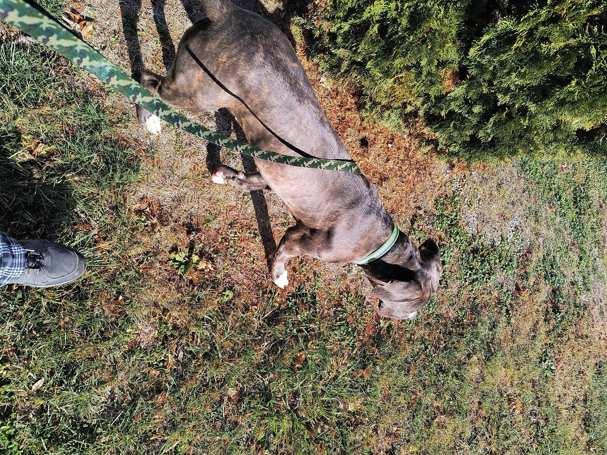 Marvel is registered to the contest to win money with this photo: dog_breed, fawn, fur, grass, groundcover, human_leg, livestock, pack_animal, plant, snout, soil, sporting_group, tail, terrestrial_animal, tree, trunk, twig, wildlife, wood, working_animal