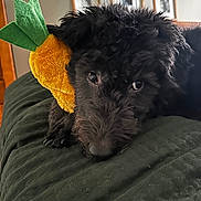 Jerry Moore is registered to the contest to win money with this photo: animal, background_blur, bed, black_dog, brown_nose, closeup, cozy, curly_fur, cute, framed_photos, indoor, lying_down, pet, pineapple_toy, plush_toy, puppy, quilted_blanket, sleepy, soft_toy, toy