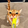 cat, orange_tabby, pet, licking, treat, yellow_packet, whiskers, curious, close_up, indoor, carpet, wide_eyes, ears, front_paws, person_hand, food, lick, cute, playful, animal
