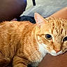 Sunny is registered to the contest to win money with this photo: cat, orange_tabby, pet, indoor, lap, fur, whiskers, ears, eyes, face, comfort, relaxation, carpet, furniture, animal, cute, closeup, resting, domestic, mammal