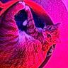 Sunny is registered to the contest to win money with this photo: cat, orange_tabby, pet, animal, indoor, basket, bed, fur, whiskers, relaxed, cozy, carpet, purple_light, pink_light, curious, cute, domestic_cat, feline, resting, portrait