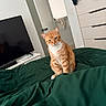Sunny is registered to the contest to win money with this photo: cat, orange_tabby, bed, bedspread, green, furniture, dresser, television, room, door, indoor, pet, animal, curious, sitting, fur, whiskers, domestic, cozy, home