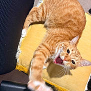 Sunny is registered to the contest to win money with this photo: cat, orange_tabby, paw, yawning, meowing, yellow_cushion, chair, furniture, indoor, pet, stretching, whiskers, fur, playful, close_up, animal, relaxed, home, cute, domestic_cat