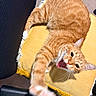 cat, orange_tabby, paw, yawning, meowing, yellow_cushion, chair, furniture, indoor, pet, stretching, whiskers, fur, playful, close_up, animal, relaxed, home, cute, domestic_cat