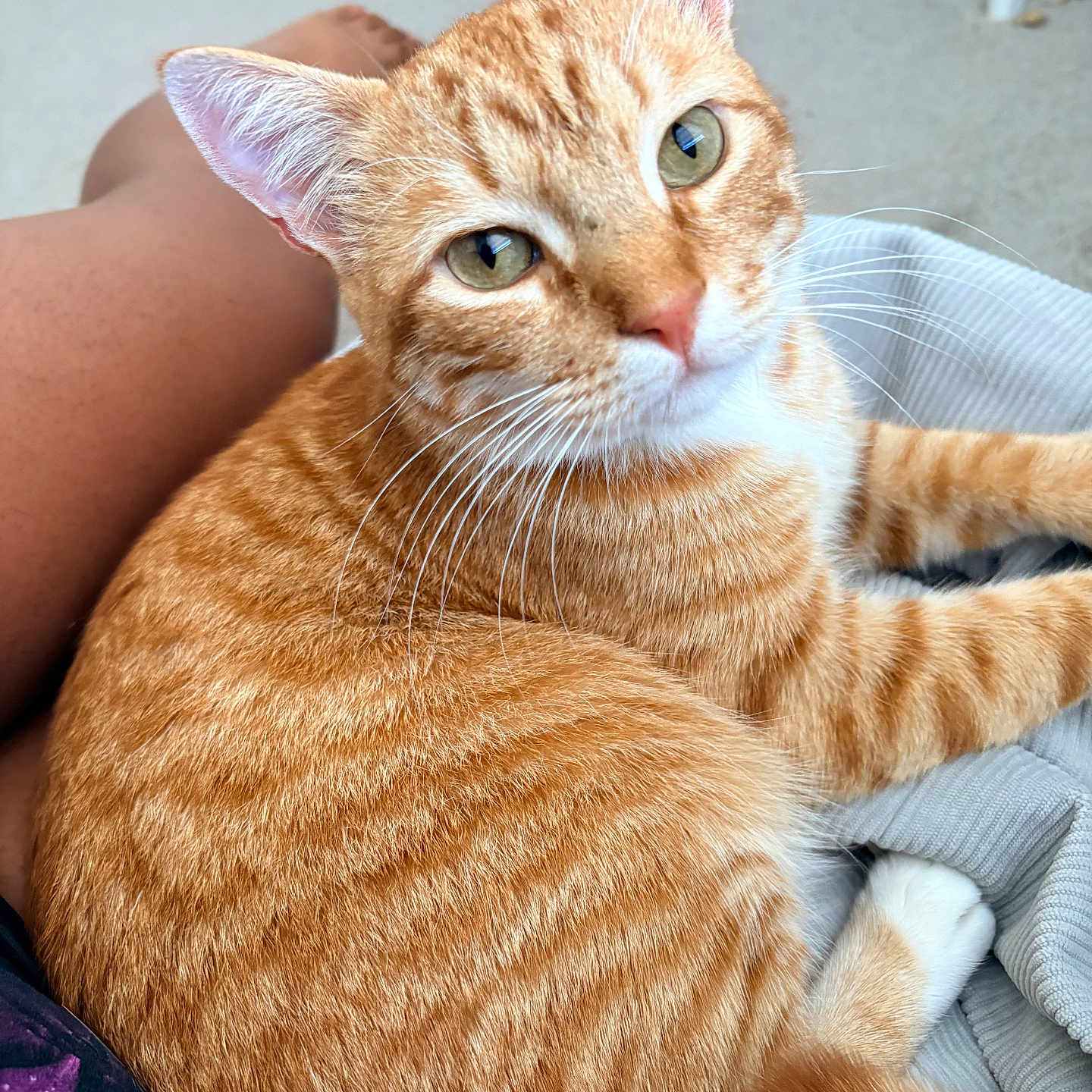 Sunny is registered to the contest to win money with this photo: cat, orange_tabby, pet, animal, feline, indoor, lap, relaxed, whiskers, ears, green_eyes, fur, striped, comfort, human_leg, casual, home, resting, closeup, curious