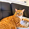 Sunny joined the competition — help win amazing prizes! cat, orange_tabby, feline, pet, indoor, couch, blanket, leather, fur, whiskers, relaxed, resting, looking_at_camera, cozy, home, comfort, animal, mammal, portrait, furniture