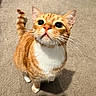 cat, orange_tabby, white_paws, white_chest, whiskers, curious_look, pet, indoor, carpet, tail, feline, animal, cute, domestic_cat, mammal, young_cat, standing, looking_up, soft_light, shadow