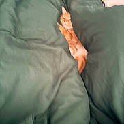 Sunny joined the competition — help win amazing prizes! cat, orange_cat, blanket, bedding, bed, indoor, sleeping, cozy, fur, pet, animal, resting, comfort, soft, fabric, domestic, cute, feline, relaxation, warm
