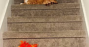 Sunny joined the competition — help win amazing prizes! cat, orange_tabby, staircase, carpet, indoor, pet, animal, relaxing, feline, stairs, home, resting, orange, white, fur, domestic_cat, cozy, leaves, decoration, quiet