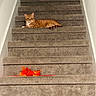 cat, orange_tabby, staircase, carpet, indoor, pet, animal, relaxing, feline, stairs, home, resting, orange, white, fur, domestic_cat, cozy, leaves, decoration, quiet