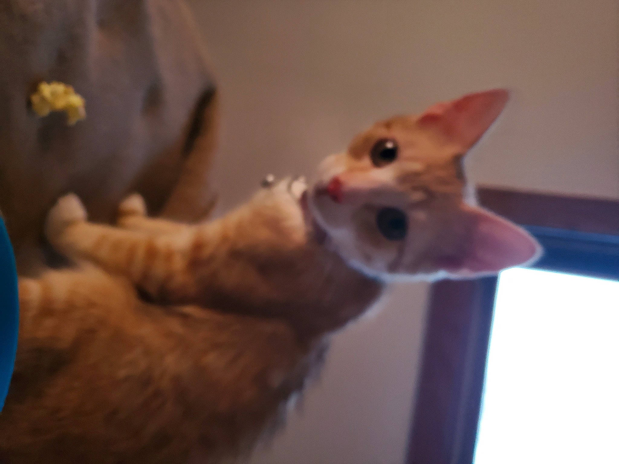 Mia is registered to the contest to win money with this photo: canidae, carnivore, cat, claw, companion_dog, dog_breed, domestic_short_haired_cat, ear, fawn, felidae, fur, gesture, paw, small_to_medium_sized_cats, snout, sporting_group, tail, terrestrial_animal, vertebrate, whiskers