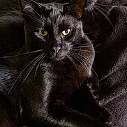 Rocky Et Rusty participe au concours pour gagner de l'argent avec cette photo : animal, blackcat, blanket, cat, couch, furniture, kitten, manx, pet