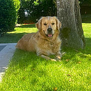 Raven participe au concours pour gagner de l'argent avec cette photo : animal, backyard, canine, dog, fur, garden, golden_retriever, grass, greenery, happy, lying_down, nature, outdoor, pet, relaxing, shade, summer, sunlight, tongue_out, tree